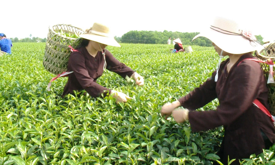 Sức sống mới ở Hải Hà