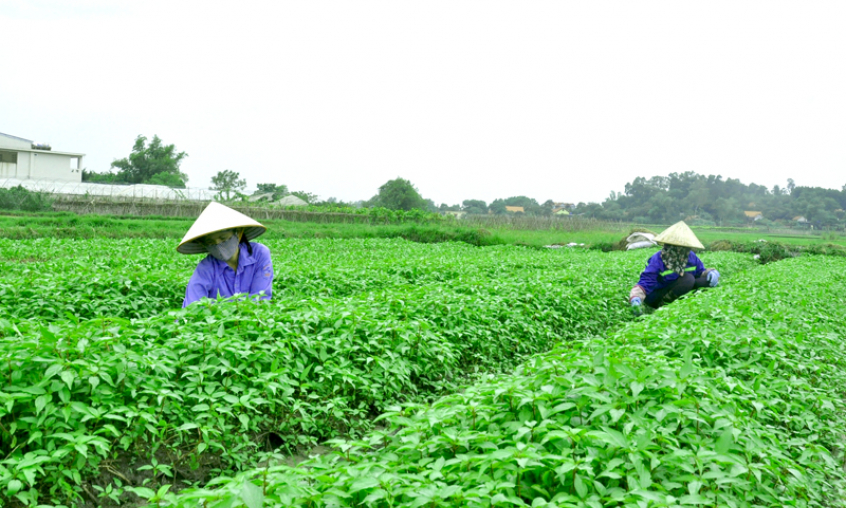 Xây dựng vùng sản xuất thực phẩm an toàn