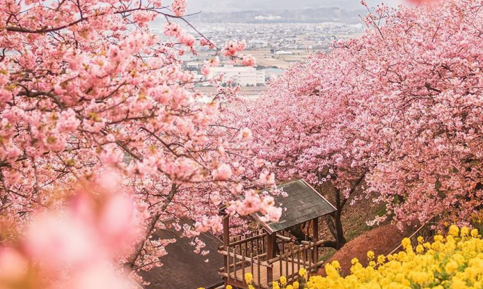Hoa anh đào nở sớm nhất Nhật Bản