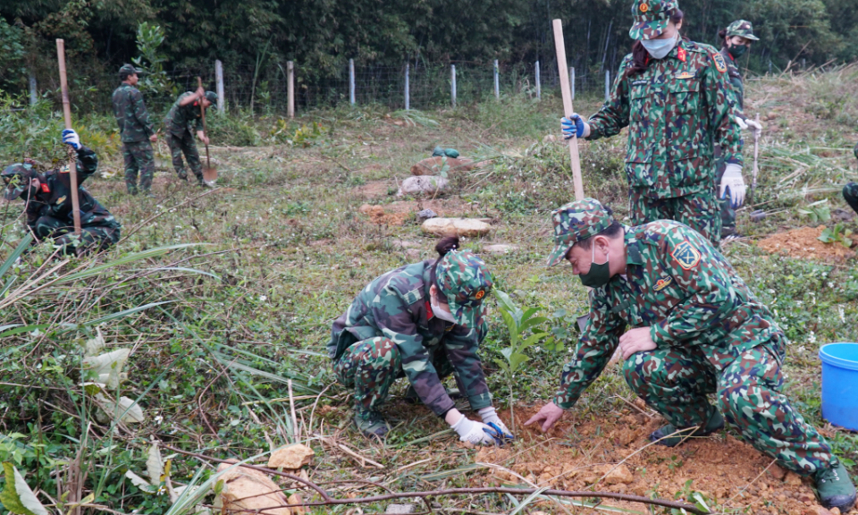 Trồng rừng gỗ quý