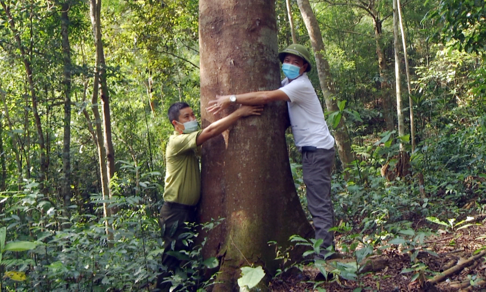 Hồi sinh những cánh rừng