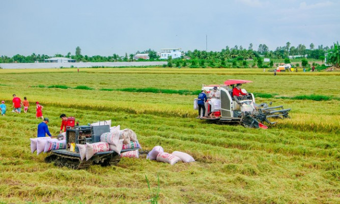 Xuất khẩu gạo tăng mạnh tháng đầu năm