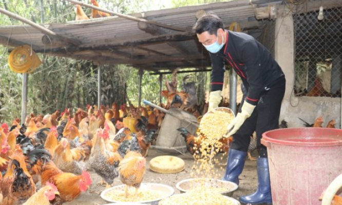 Để ngành chăn nuôi phát triển bền vững