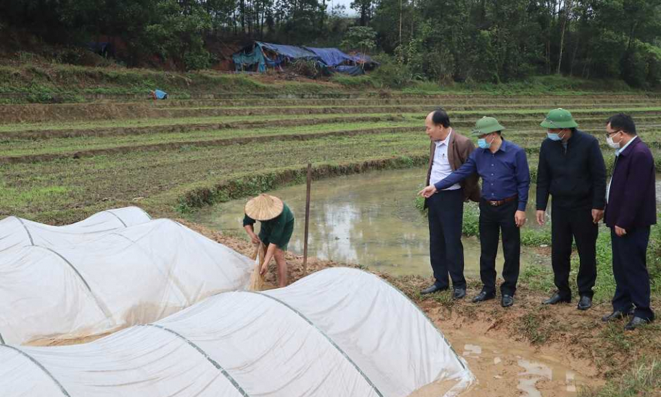 Tăng cường các biện pháp chống rét cho cây trồng, vật nuôi