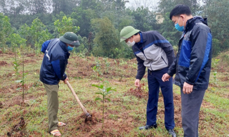 Hải Hà phát triển rừng gỗ lớn
