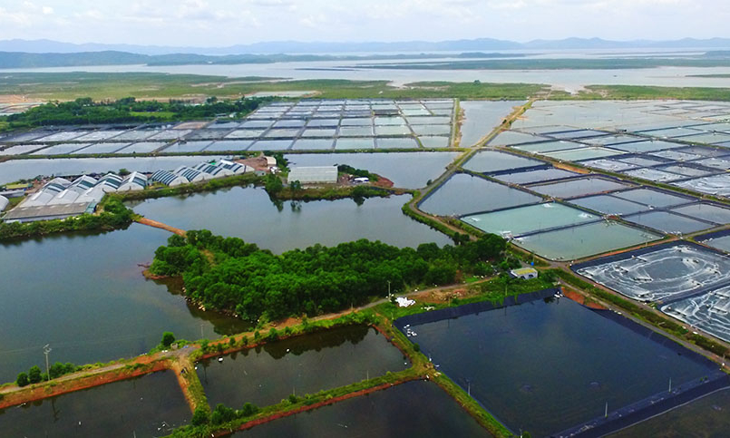 Đầm Hà: Hướng đến vùng trọng điểm sản xuất nông nghiệp ứng dụng công nghệ cao   