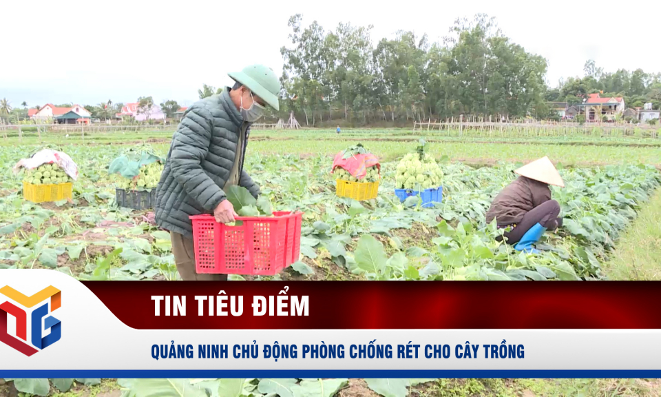 Quảng Ninh chủ động phòng chống rét cho cây trồng 