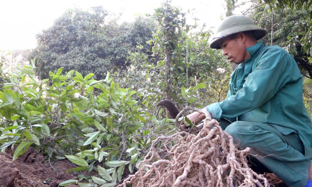 Quang Ninh promotes economic development under the forest canopy