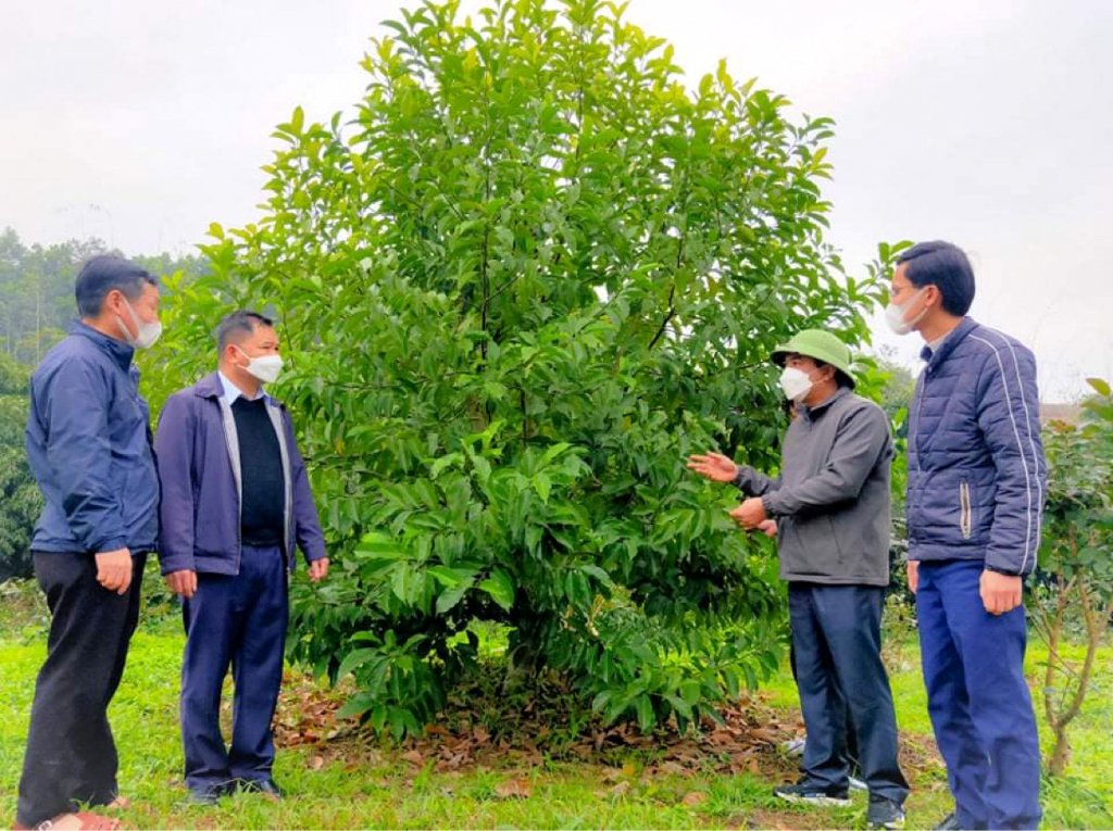 Tham quan mô hình trồng cây gỗ lớn tại hộ ông Chu Văn Cử, dân tộc Tày, thôn Đồng Tán, xã Minh Cầm (Ba Chẽ). 