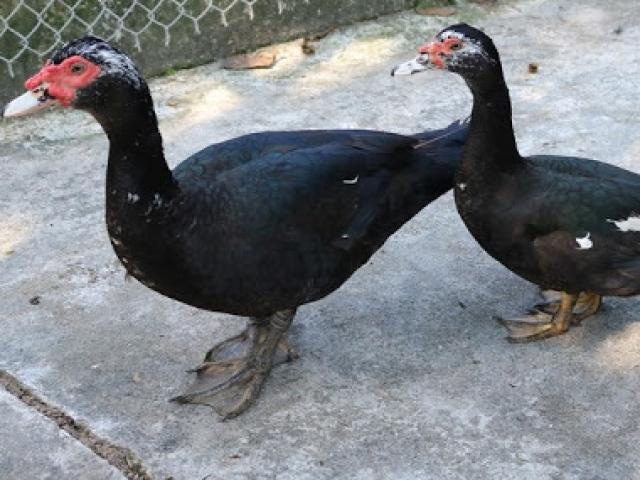 Ngọt, thơm ngan đen Bình Liêu