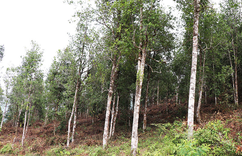 Việc đưa vào sử dụng tuyến đường Đồng Thắng qua Sông Móoc A đến Sông Móoc B đã góp phần nâng cao hiệu quả kinh tế các rừng hồi, vốn là nguồn thu chính của người dân.