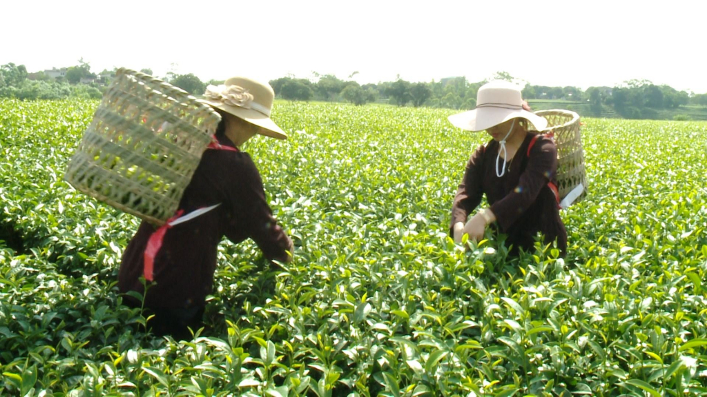 Bà con nông dân thôn 8, xã Quảng Long, huyện Hải Hà thu hoạch chè.