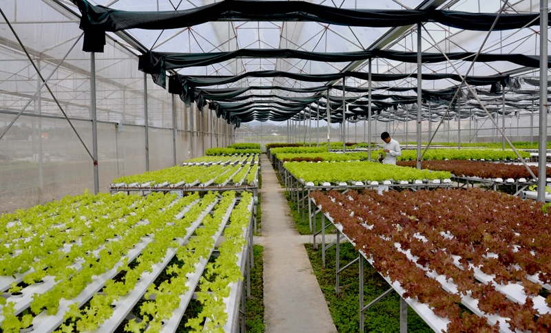 Vườn trồng rau thủy canh của Công ty CP Đầu tư Song Hành tại xã Tiền An, TX Quảng Yên.