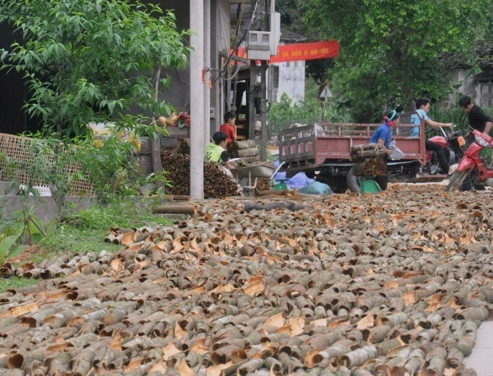 Người dân xã Đồng Văn, huyện Bình Liêu thu hoạch quế.