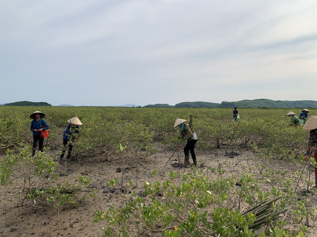 Cùng với quản lý chặt chẽ các quy hoạch, bảo vệ tài nguyên, huyện Hải Hà thực hiện hiệu quả công tác bảo vệ rừng cho phát triển bền vững.