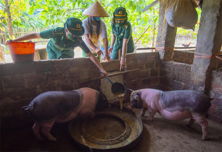 Mô hình nuôi lợn do BĐBP Quảng Ninh triển khai đã tạo sinh kế ổn định cho các gia đình phụ nữ nghèo nơi biên giới của huyện Bình Liêu. Ảnh: H. Phương (CTV)