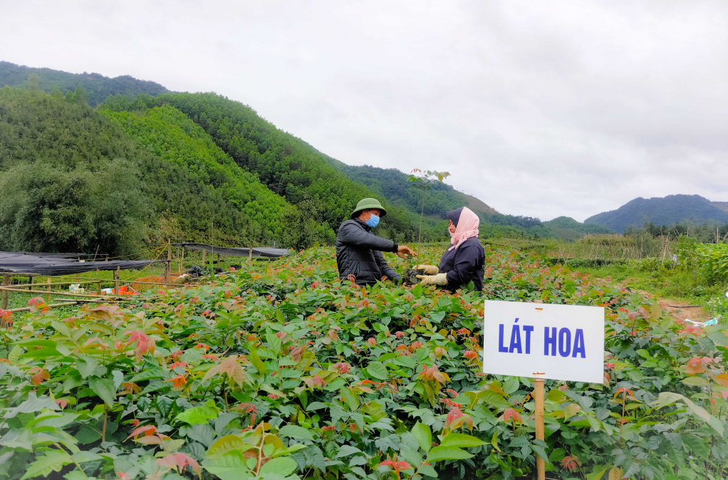 Vườn ươm cây lát hoa của HTX Lâm nghiệp bền vững Ba Chẽ. Ảnh: Huỳnh Đăng