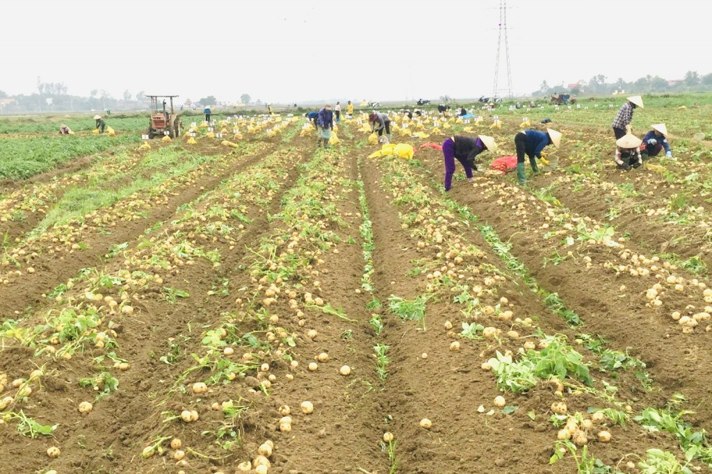 Việc đầu tư hạ tầng nông nghiệp tạo thuận lợi cho nông dân sản xuất, thu hoạch và xuất bán ra thị trường.