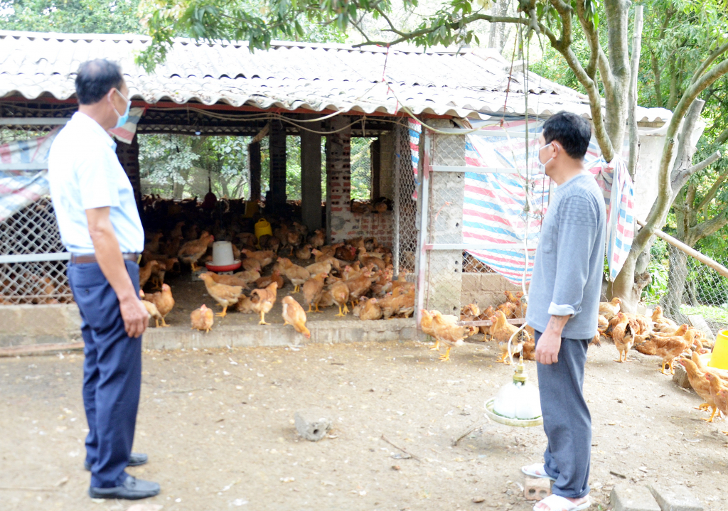 CCB Nguyễn Văn Chinh (bên phải) thôn Bằng Xăm, xã Lê Lợi (TP Hạ Long) làm giàu từ mô hình nuôi gà ri lai thương phẩm.