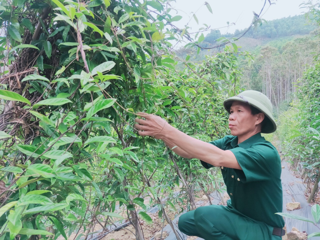 CCB Lý Văn Hếnh (thôn Nam Hả Trong, xã Nam Sơn), chăm sóc vườn ba kích tím của gia đình.