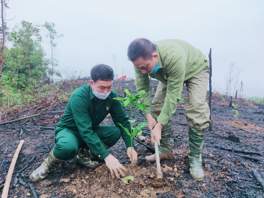 CCB huyện Ba Chẽ tham gia trồng rừng gỗ lớn tại thôn Sơn Hải, xã Nam Sơn.