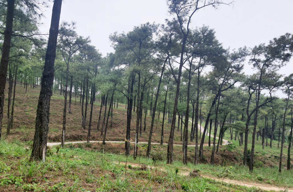 Hồ Yên Trung sẽ có những đường dạo trong rừng trên cơ sở đường vận suất hiện có.