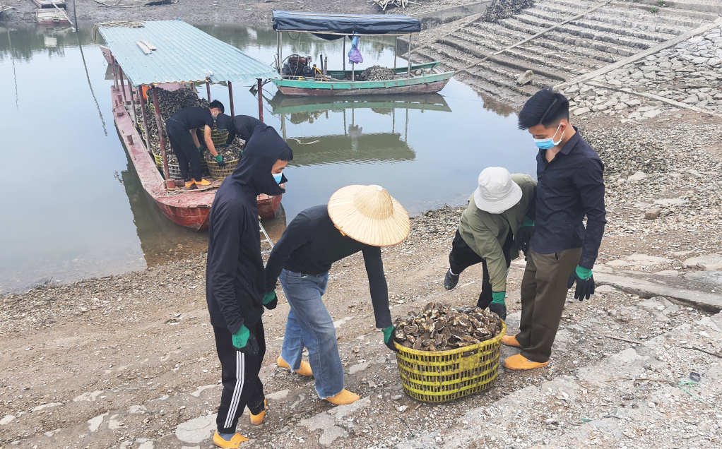 Do khó khăn về đầu ra, người nuôi hàu Quảng Yên hiện chỉ tiêu thụ nội địa với số lượng nhỏ.