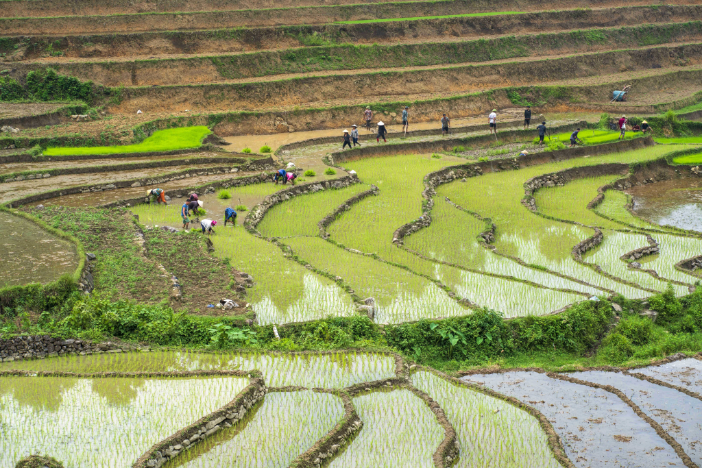 Local people are busy plowing on beautiful terraced fields.