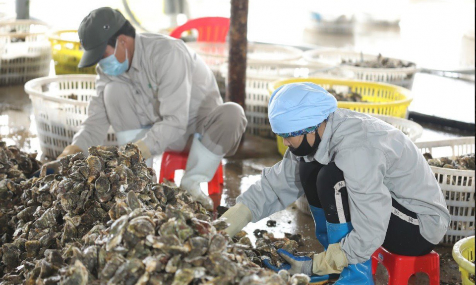 Hành trình OCOP năm 2022: Quảng Ninh tiếp tục khẳng định thương hiệu