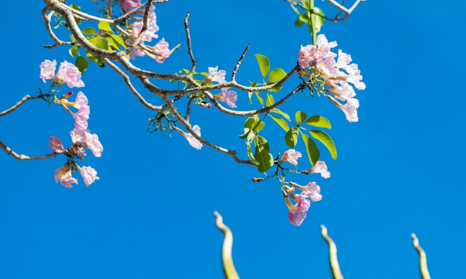 Mùa hoa kèn hồng ở Sóc Trăng
