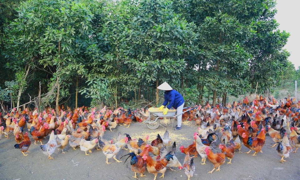 Tiên Yên: Phát triển các sản phẩm chủ lực 