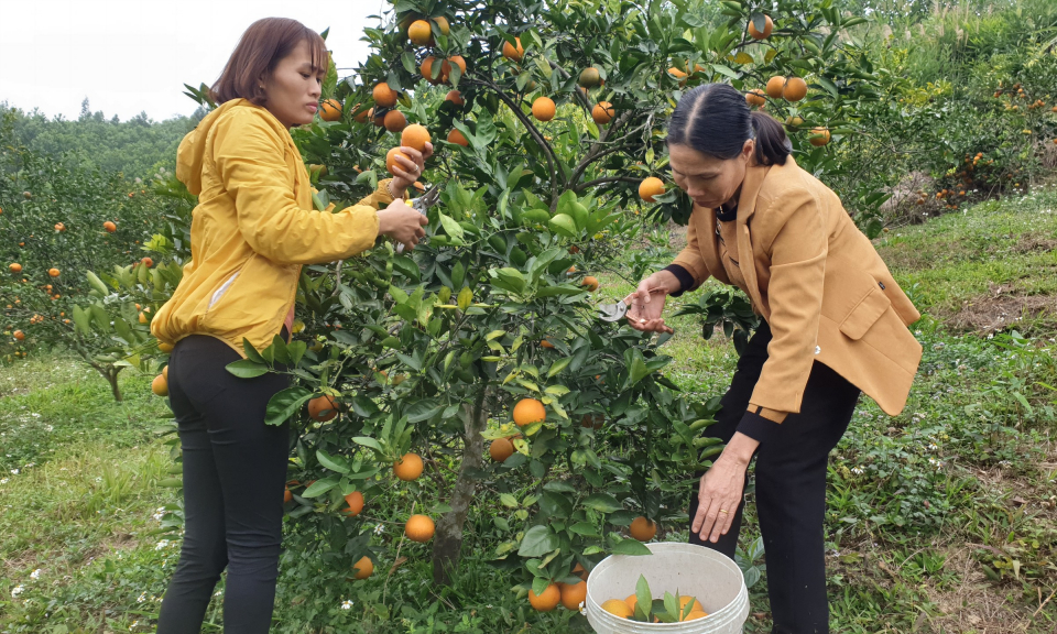 Hỗ trợ phụ nữ thoát nghèo bền vững