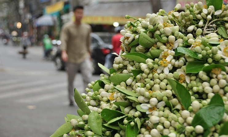 Scent of grapefruit flowers in Hanoi's streets