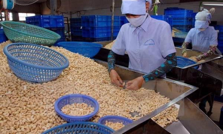 Bộ Công Thương hỗ trợ "giải cứu" 36 container điều bị mất kiểm soát