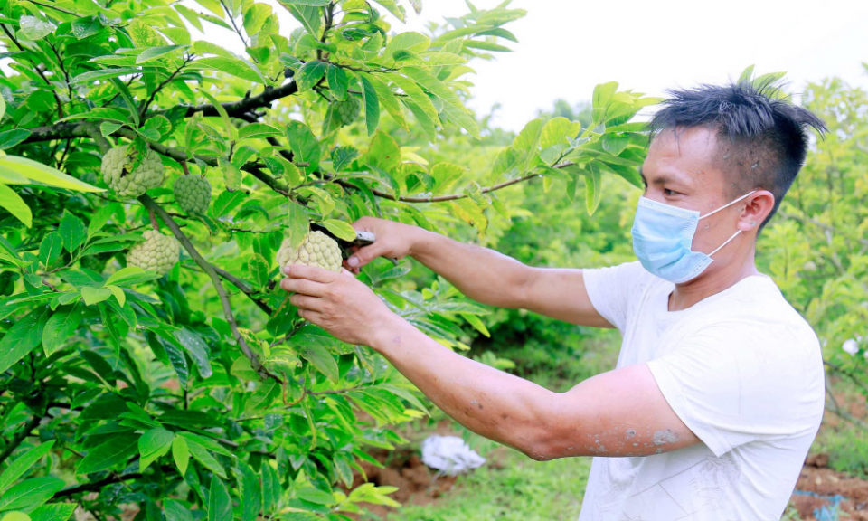 广宁省加大种植区编码签发力度