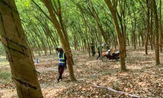 Thi thể người phụ nữ bị trùm đầu trong rừng cao su ở Đồng Nai