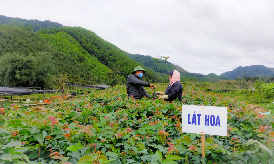 Ba Chẽ: Xây dựng huyện đạt chuẩn nông thôn mới