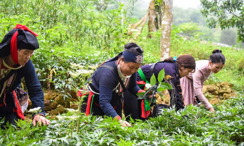 Hỗ trợ phát triển vùng trồng dược liệu quý 1 tỷ đồng/dự án