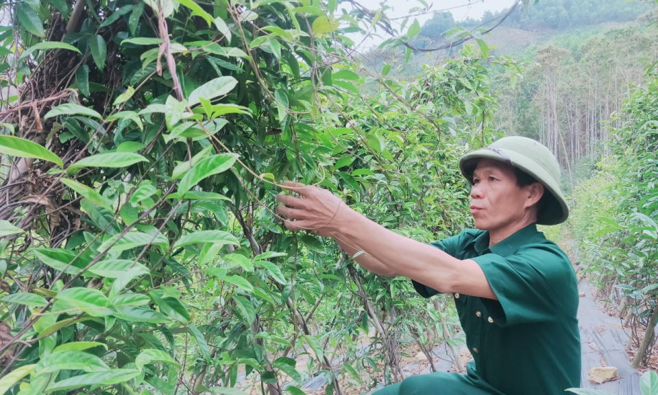 Hiệu quả từ phong trào “CCB giúp nhau giảm nghèo, làm kinh tế giỏi” ở Ba Chẽ