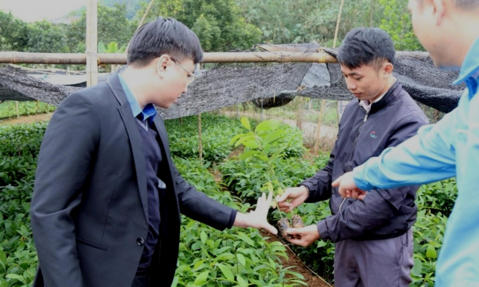 Hỗ trợ thanh niên phát triển kinh tế