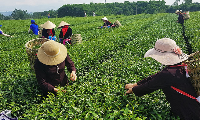 Phát triển nông nghiệp: Hiện đại -  bền vững - hiệu quả và hội nhập