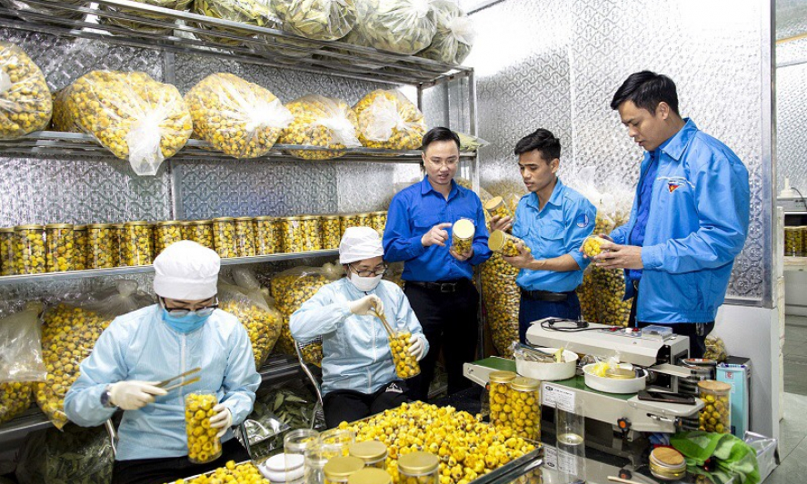 Thanh niên làm giàu trên mảnh đất quê hương