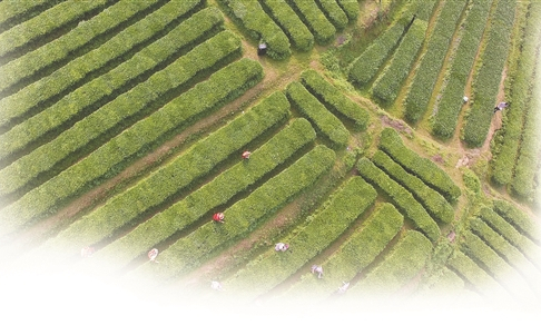 Chè Hưng Nghiệp: Sản phẩm nông nghiệp giúp dân làm giàu