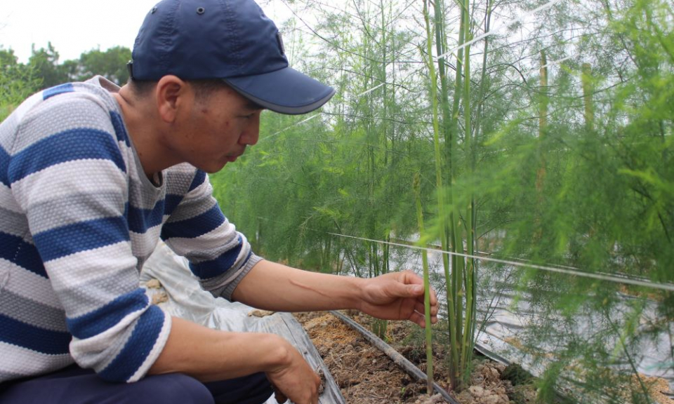 Hiệu quả từ phong trào nông dân thi đua sản xuất, kinh doanh