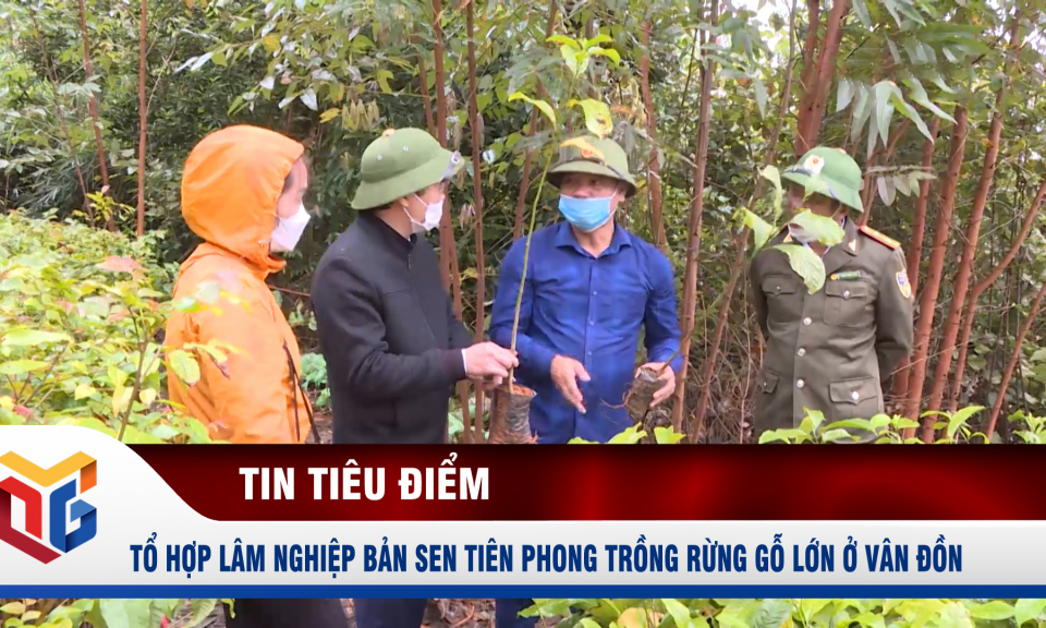 Tổ hợp lâm nghiệp Bản Sen tiên phong trồng rừng gỗ lớn ở Vân Đồn