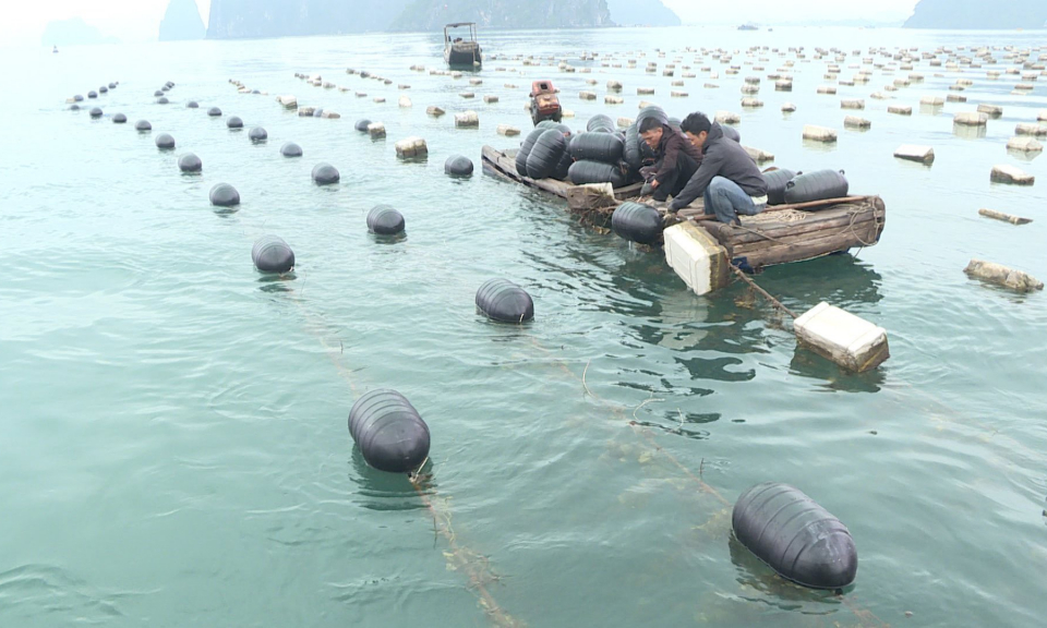 Thay thế phao xốp bằng phao nhựa trong NTTS