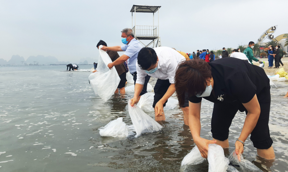 2.3 million young fish and shrimp released into Bai Tu Long bay