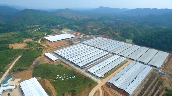 A concentrated cow raising model is developed by Phu Lam Corporation in Mong Cai City (Quang Ninh province). Photo: Nguyen Thanh.