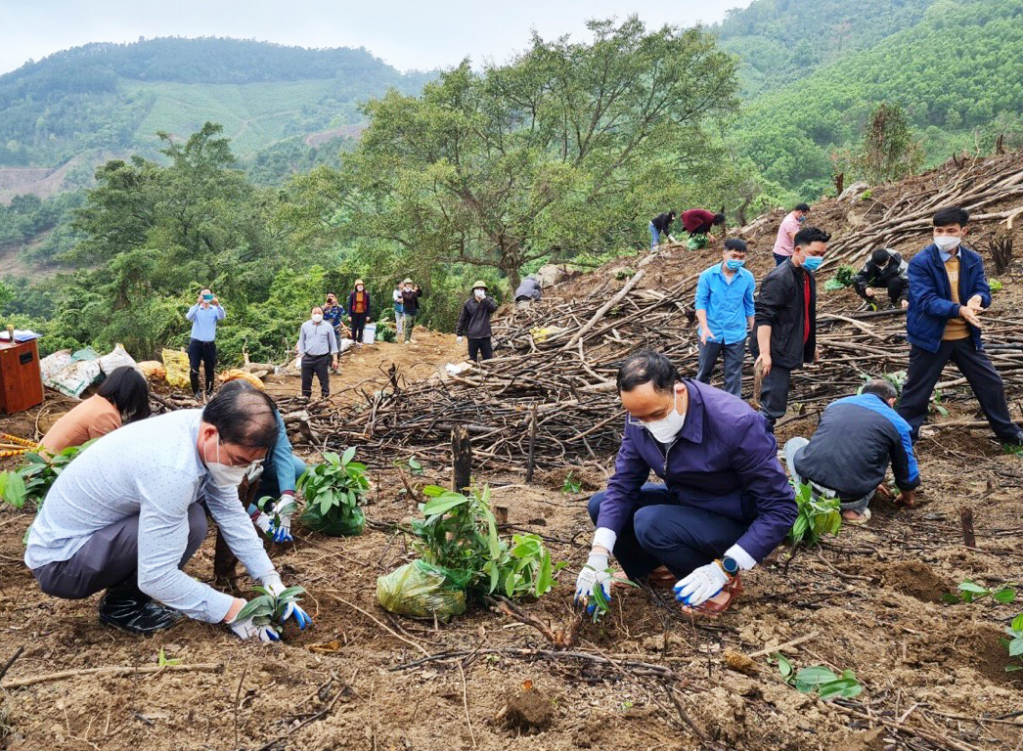 Hội Nông dân hỗ trợ người dân thôn Loỏng Toỏng, xã Thanh Sơn, huyện Ba Chẽ phát triển kinh tế rừng.