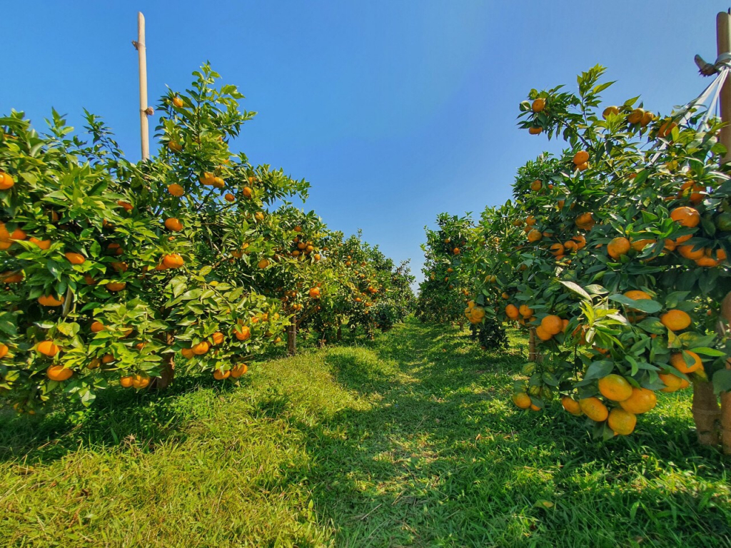 Mô hình trồng cam cho thu nhập cao ở xã Tân Bình
